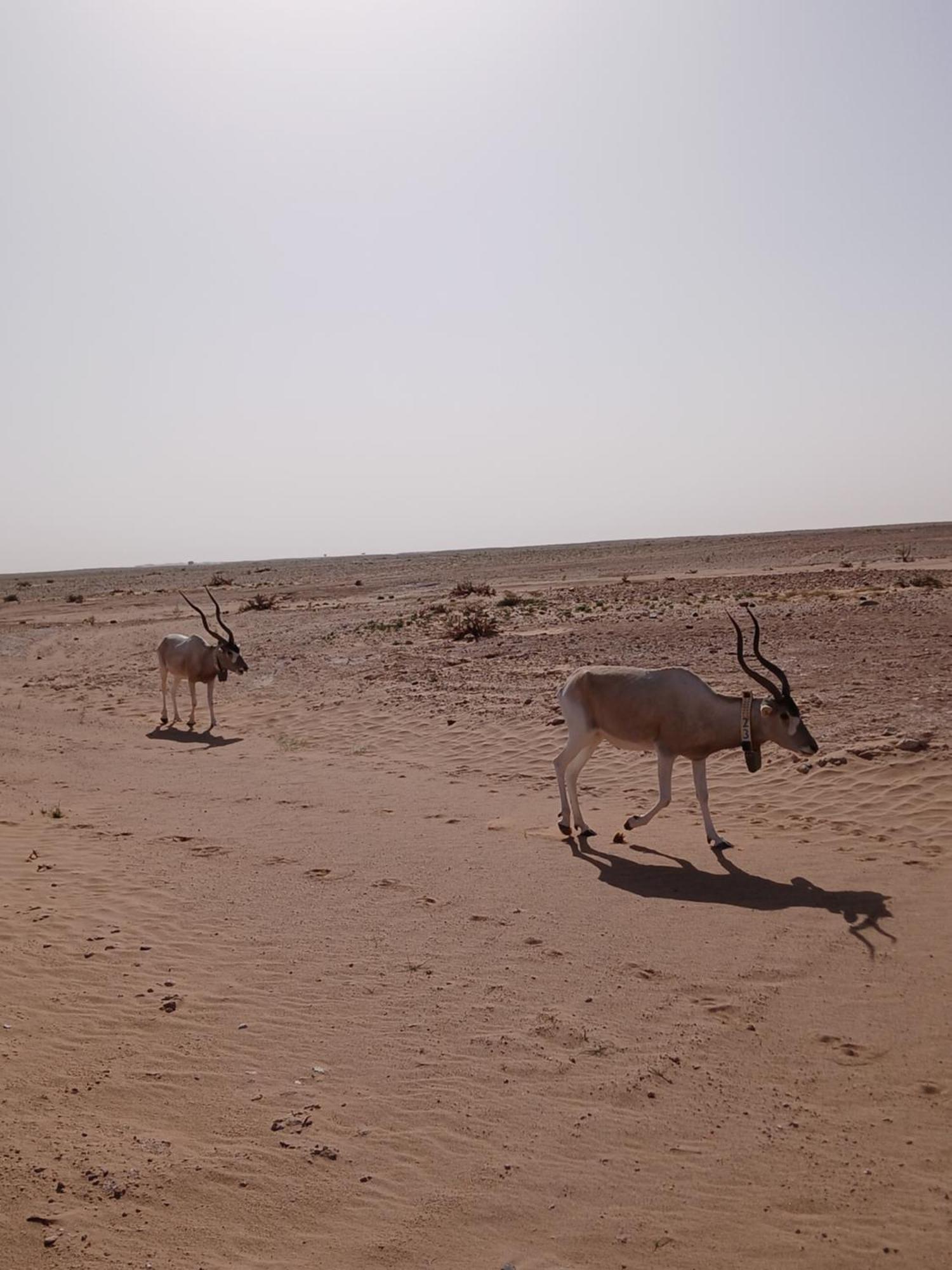 Camping Camp Atlantic Chegaga M'Hamid El Ghizlane